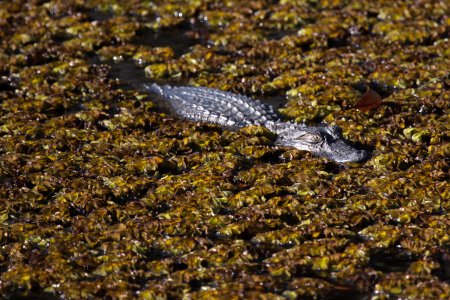 Kleine aligator in een vijver op Avery Island
